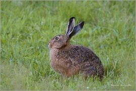 <p>ZAJÍC POLNÍ (Lepus europaeus) okolí Šluknova /European hare - Feldhase/</p>